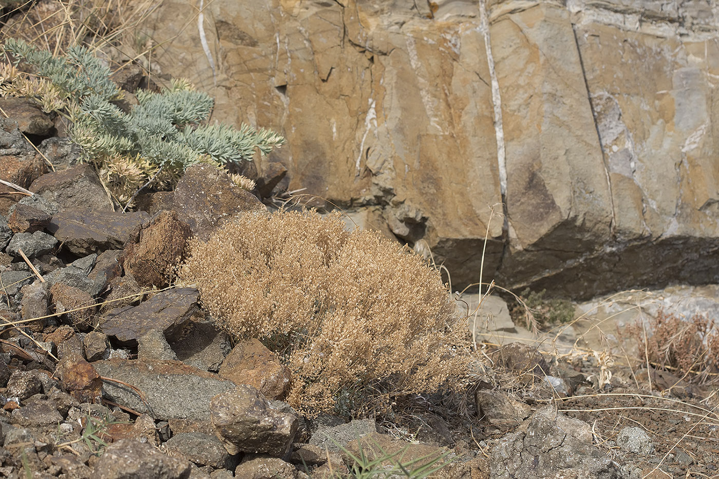 Image of Odontarrhena borzaeana specimen.