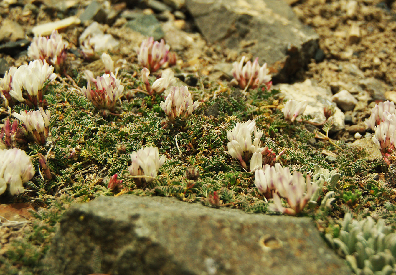 Изображение особи род Astragalus.