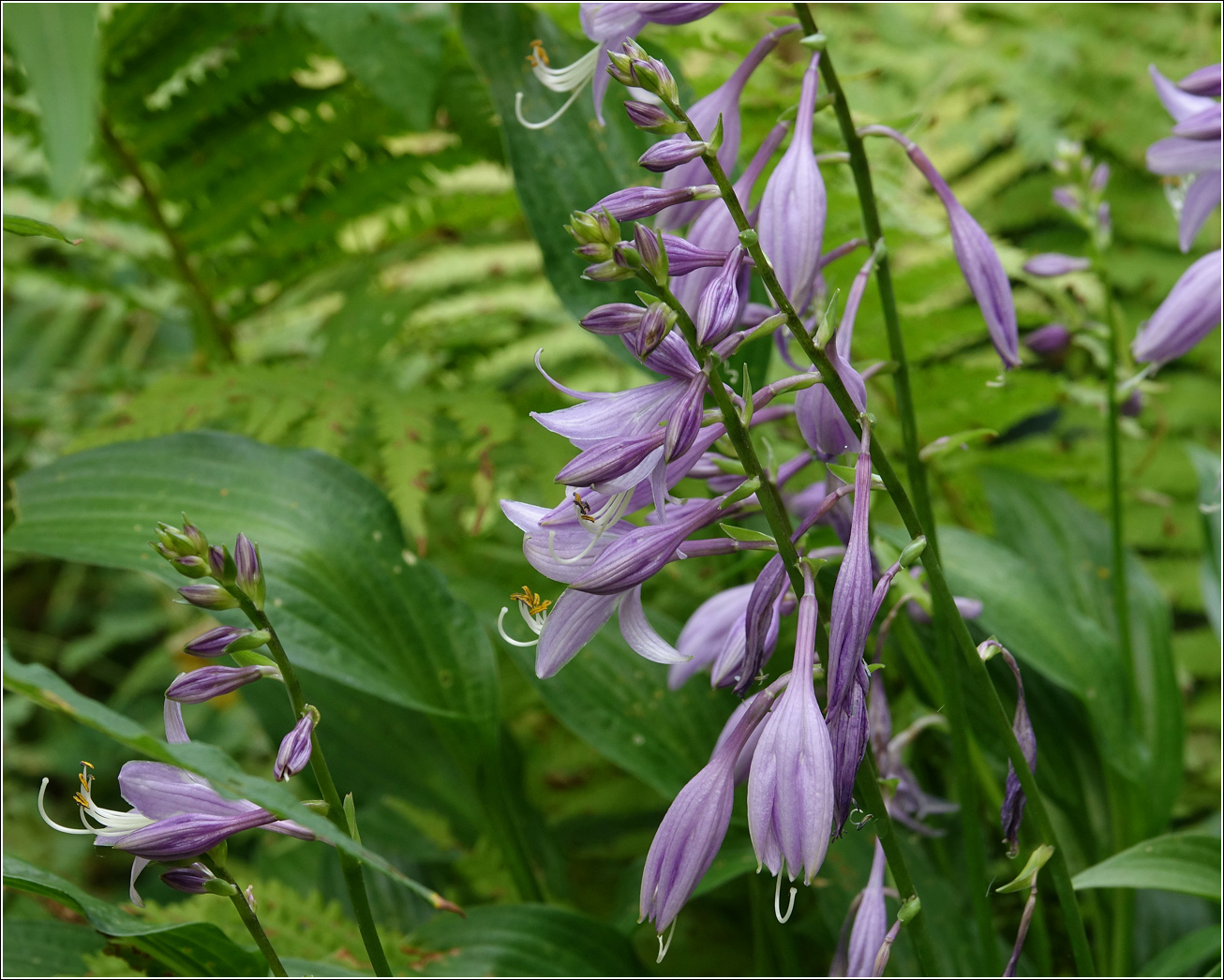 Изображение особи Hosta fortunei.