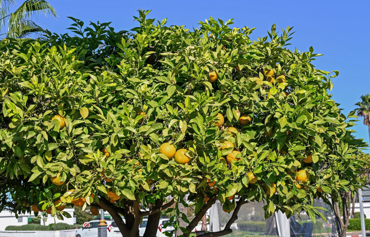 Изображение особи Citrus sinensis.