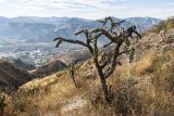 род Cylindropuntia