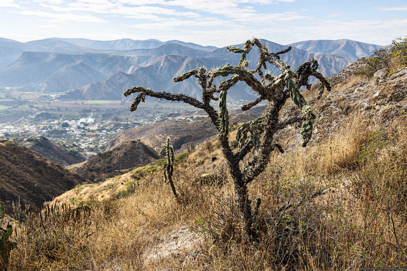 Image of genus Cylindropuntia specimen.