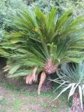 Cycas revoluta. Взрослое растение. Абхазия, Гудаутский р-н, г. Новый Афон, у входа в Анакопийскую пещеру. 21 июля 2008 г.