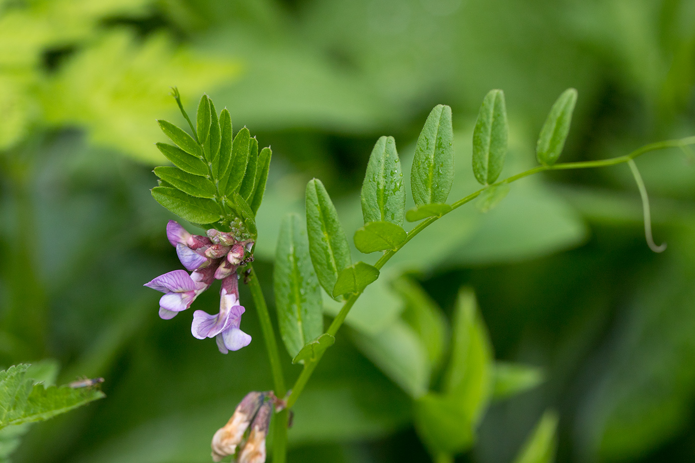 Изображение особи Vicia sepium.