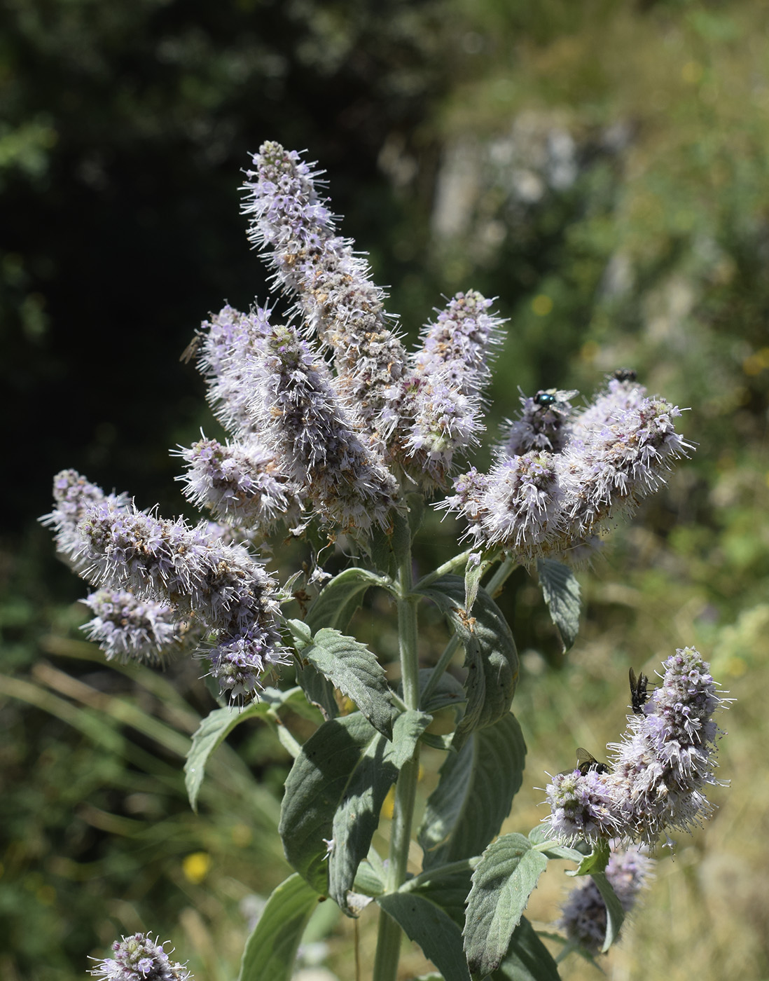 Изображение особи Mentha longifolia.