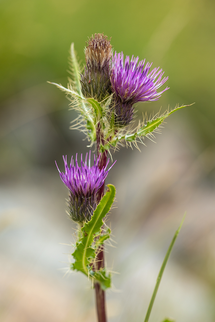 Изображение особи Cirsium simplex.