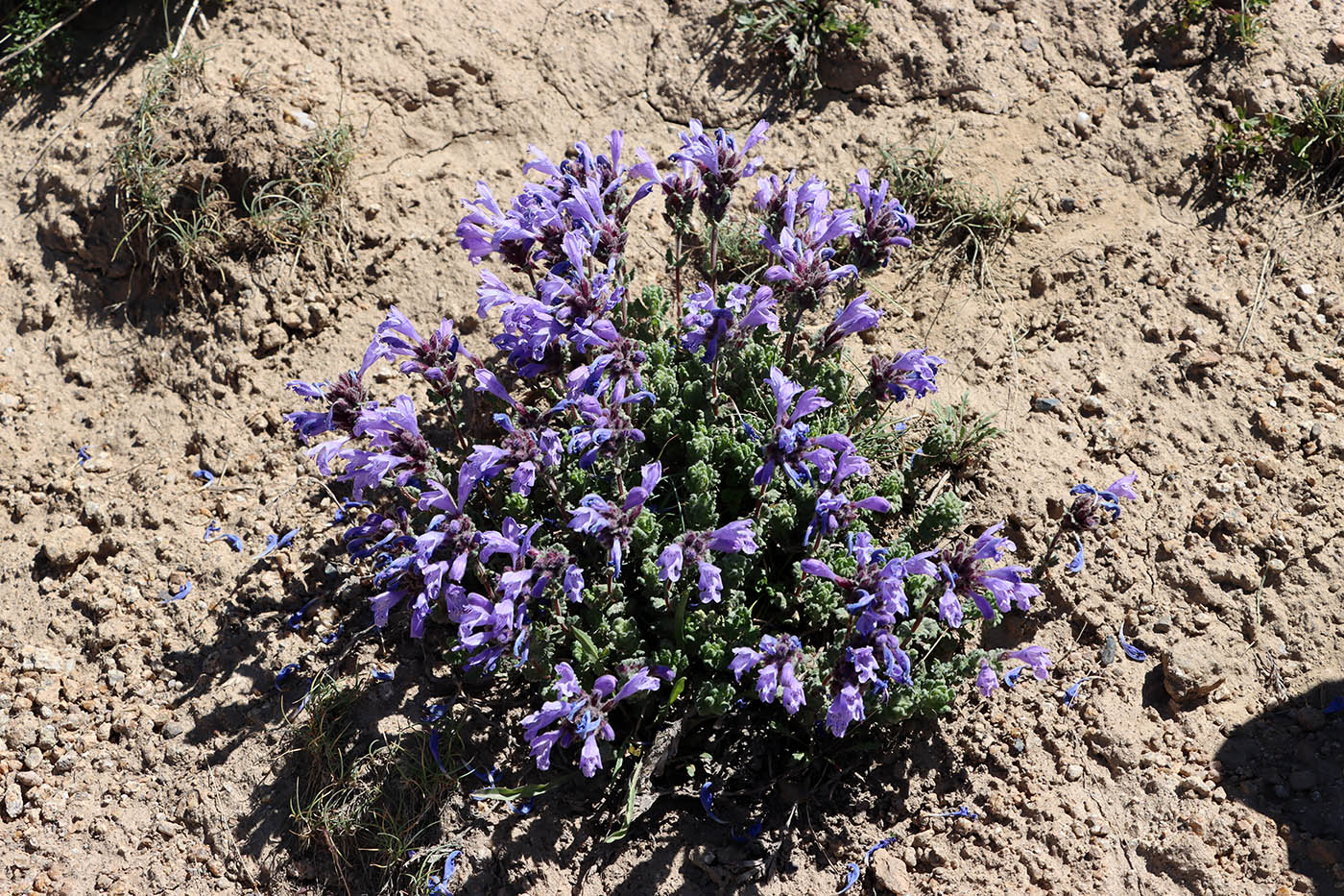 Image of Dracocephalum oblongifolium specimen.