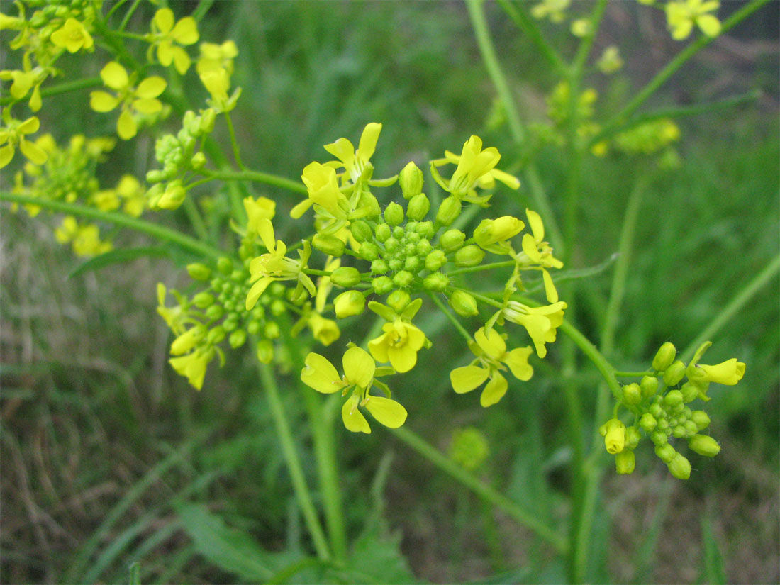 Image of Bunias orientalis specimen.