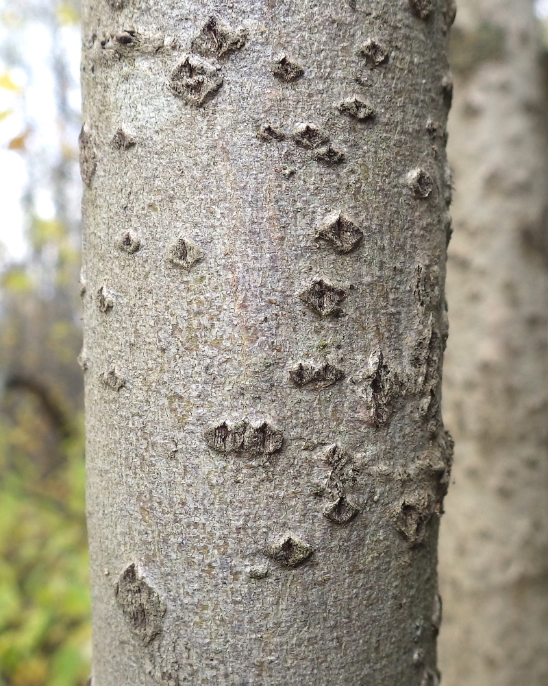 Image of Salix gmelinii specimen.