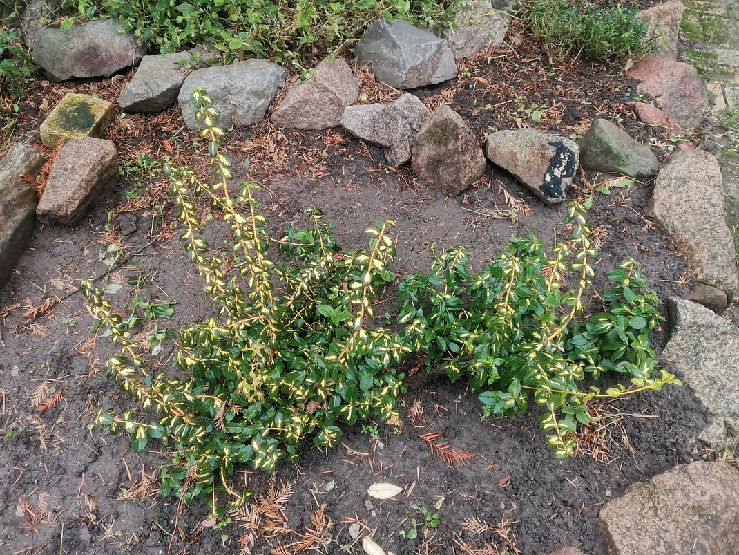 Изображение особи Euonymus fortunei.