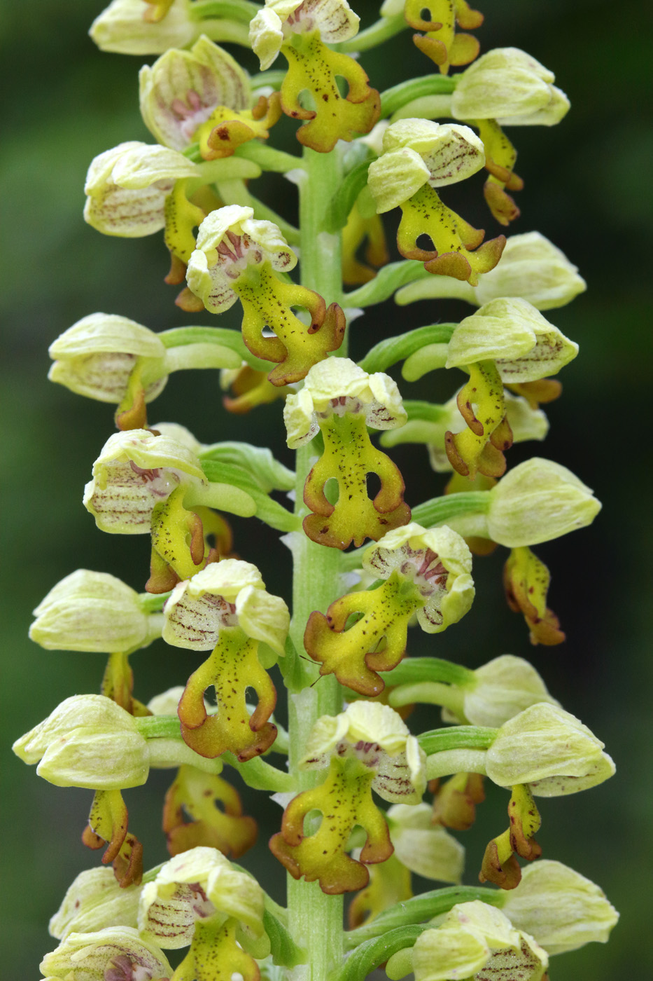 Image of Orchis punctulata specimen.