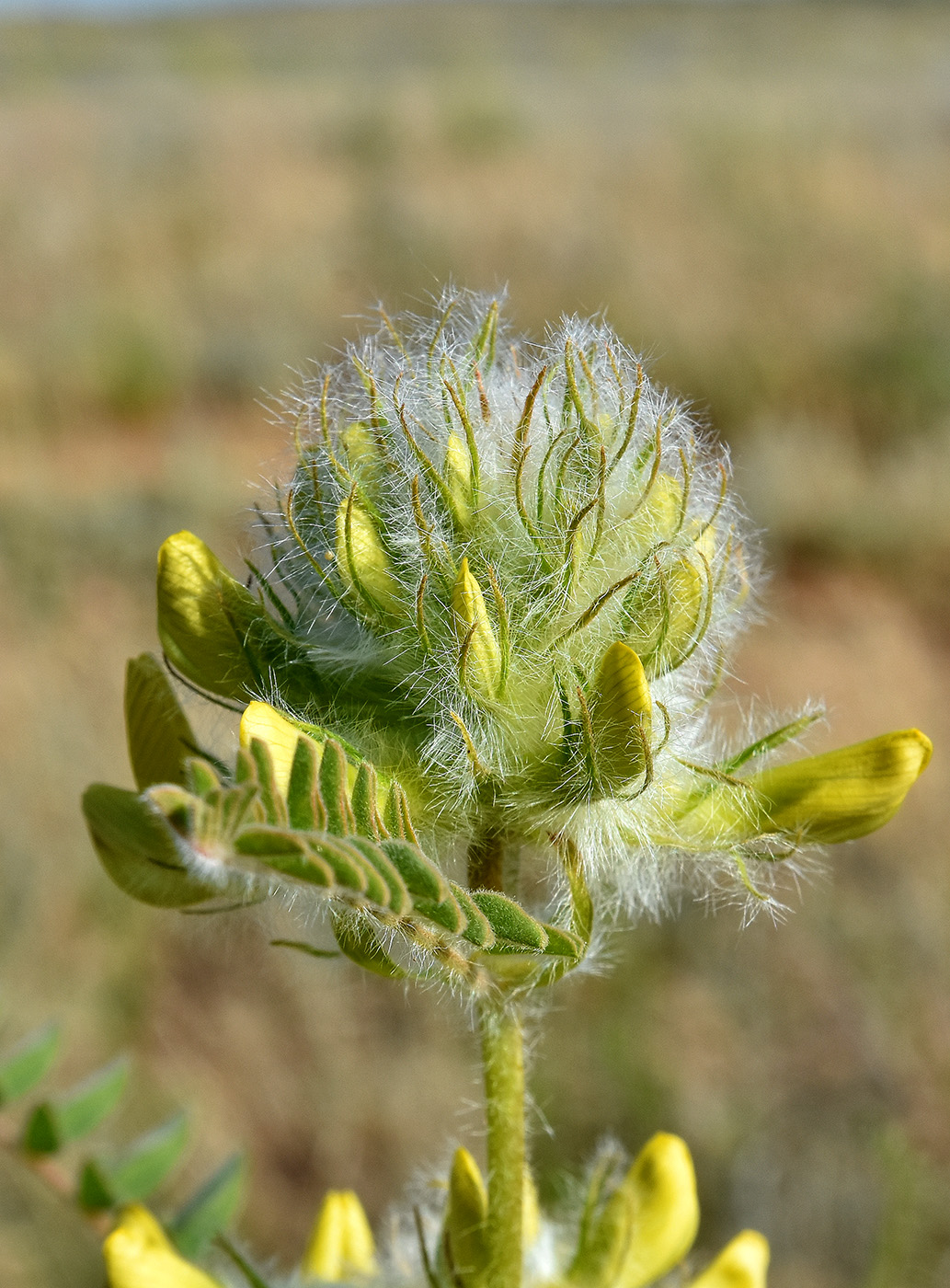 Изображение особи Astragalus vulpinus.