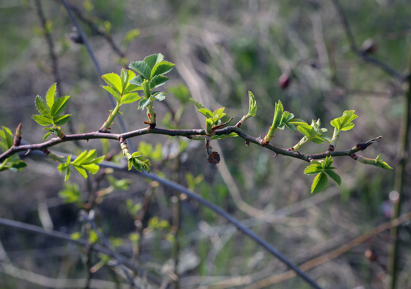 Image of Rosa canina specimen.