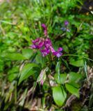 Смотреть изображение Lathyrus vernus
