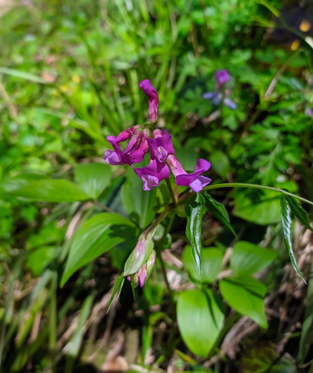 Изображение особи Lathyrus vernus.