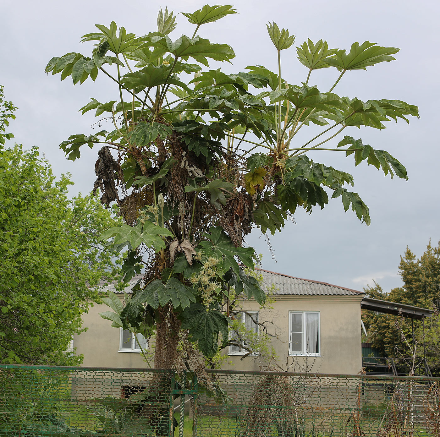 Image of Tetrapanax papyrifer specimen.