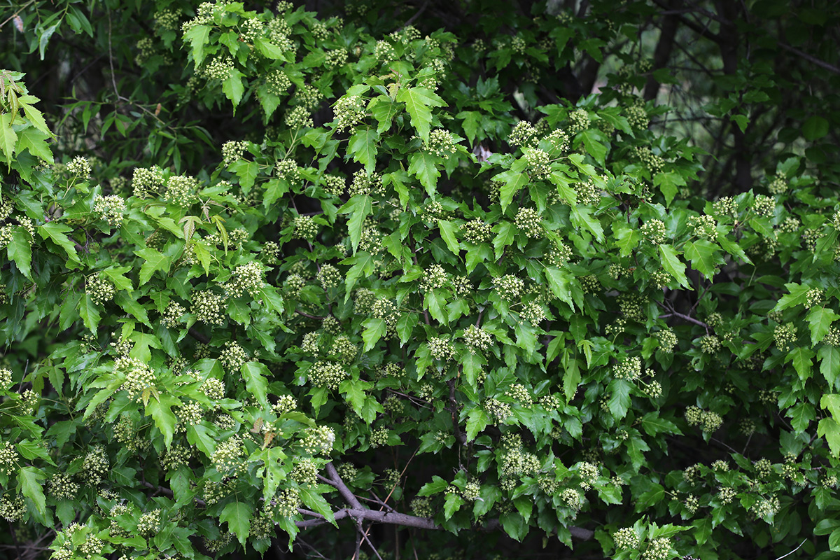 Image of Acer ginnala specimen.