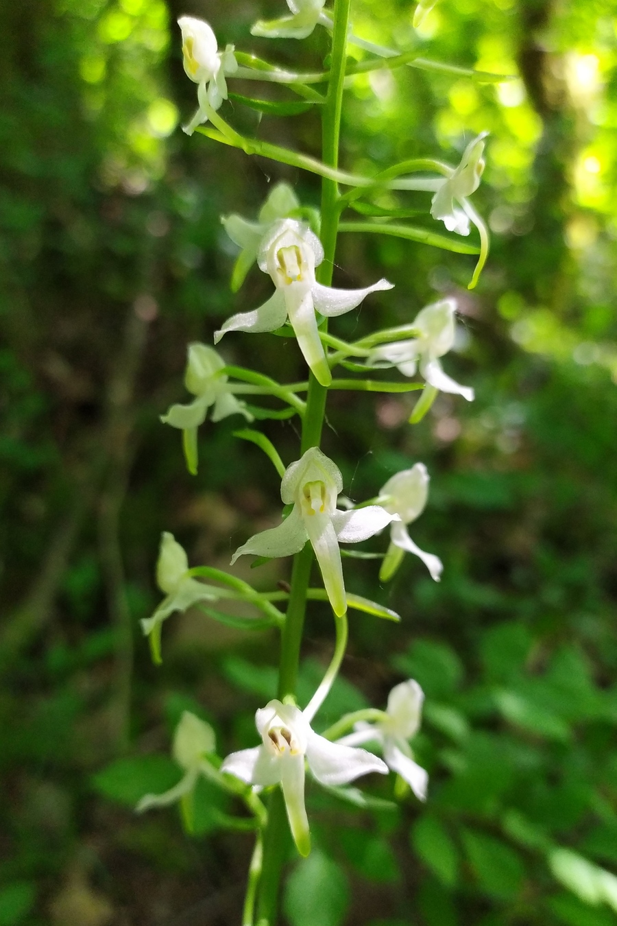 Изображение особи Platanthera &times; hybrida.