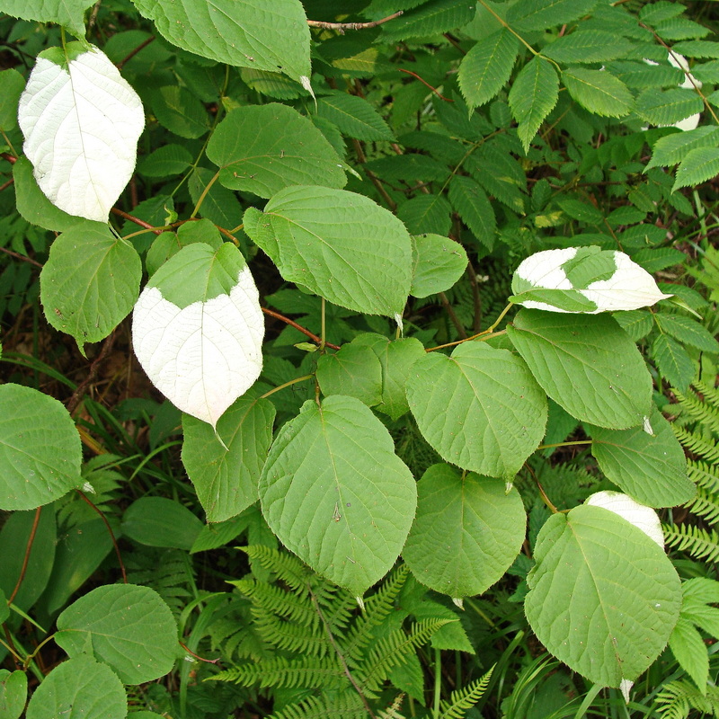 Image of Actinidia kolomikta specimen.