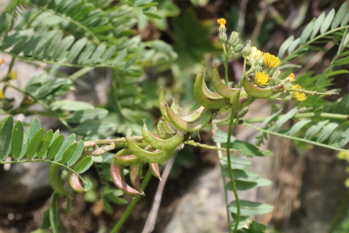 Изображение особи Astragalus falcatus.