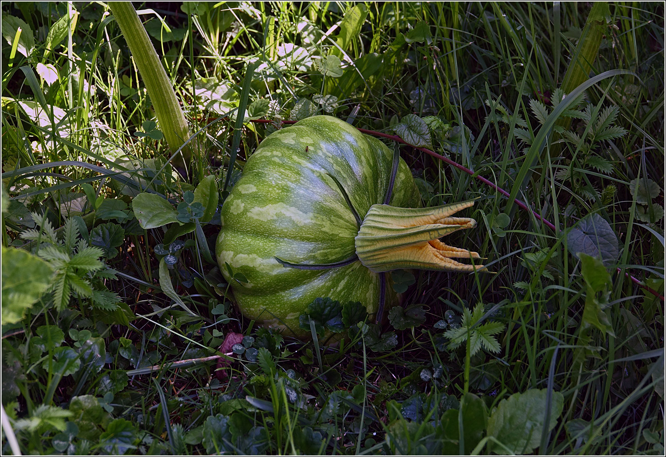 Изображение особи Cucurbita pepo.