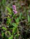 Bistorta officinalis. Верхушка побега с соцветием. Красноярский край, Таймырский Долгано-Ненецкий р-н, плато Путорана, долина р. Кутарамакан, берег реки. 25.07.2023.