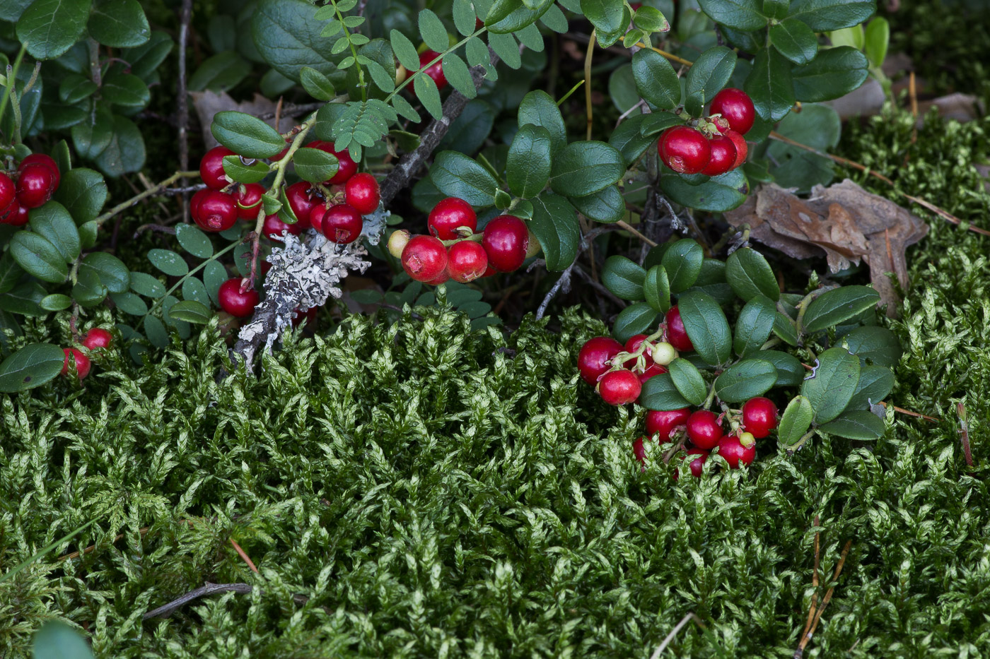 Image of Vaccinium vitis-idaea specimen.