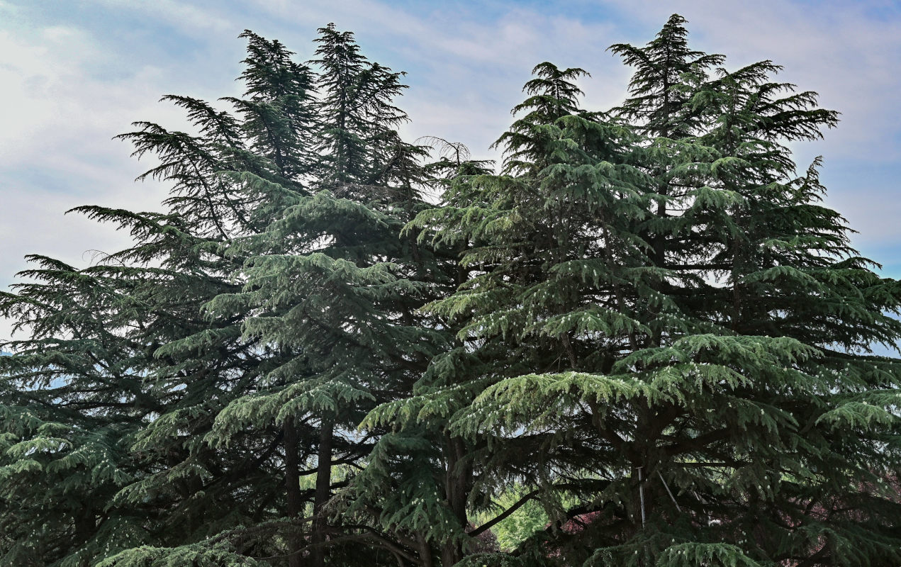 Image of Cedrus deodara specimen.