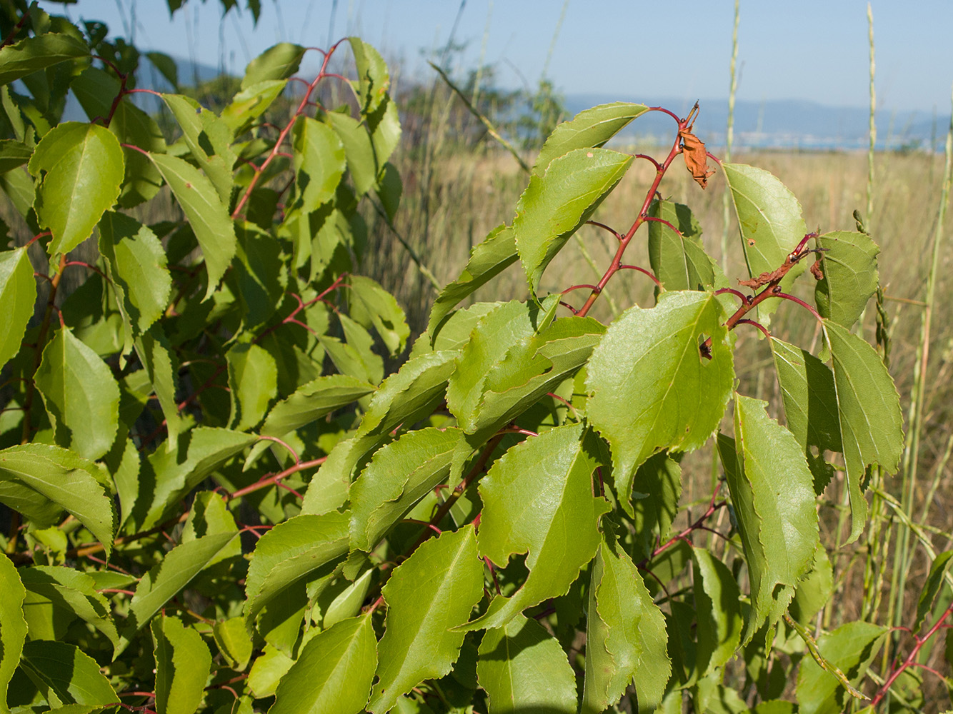 Image of Armeniaca vulgaris specimen.