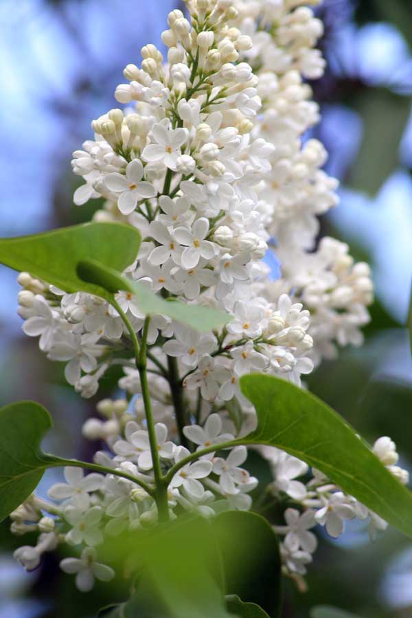 Image of Syringa vulgaris specimen.