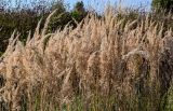 Calamagrostis epigeios. Верхушки плодоносящих растений. Московская обл., Дмитровский гор. округ, долина р. Волгуша, луговой склон. 31.08.2024.