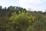 Solidago canadensis. Цветущее растение. Калужская обл., Ульяновский р-н, ур. Дубенка, южный участок, луг. 29 августа 2024 г.