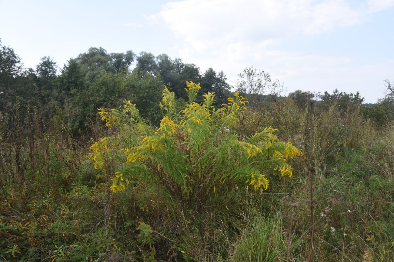 Image of Solidago canadensis specimen.