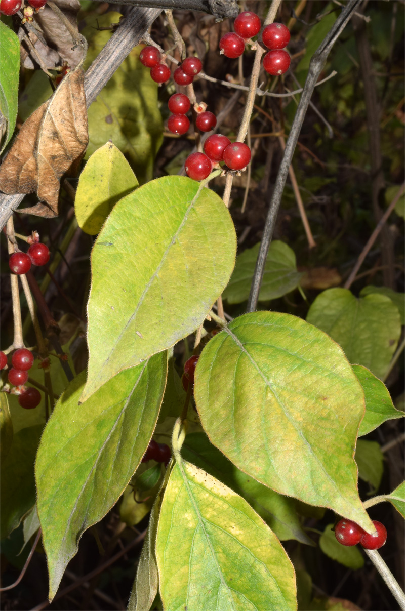 Изображение особи Lonicera maackii.