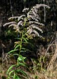 Solidago canadensis