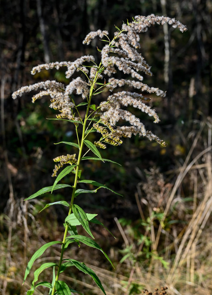 Изображение особи Solidago canadensis.