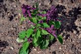 Salvia splendens. Цветущее растение. Московская обл., дер. Бородино, в культуре. 01.09.2012.