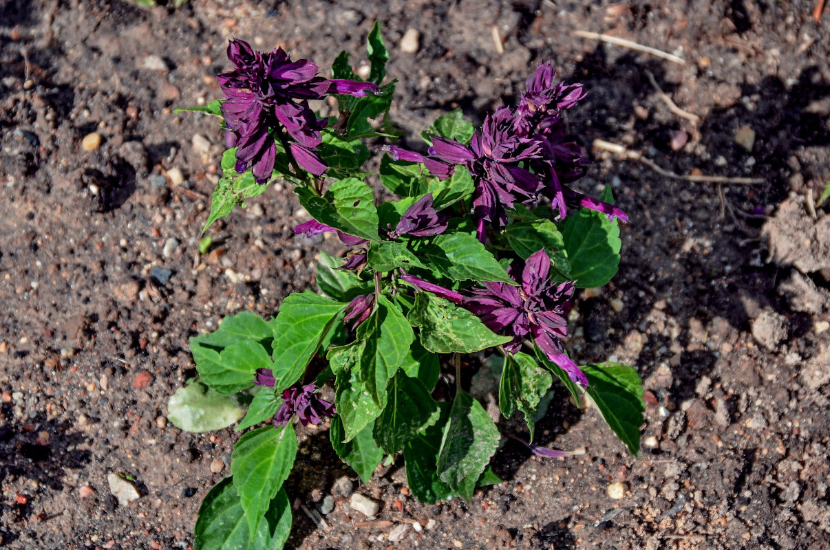 Изображение особи Salvia splendens.