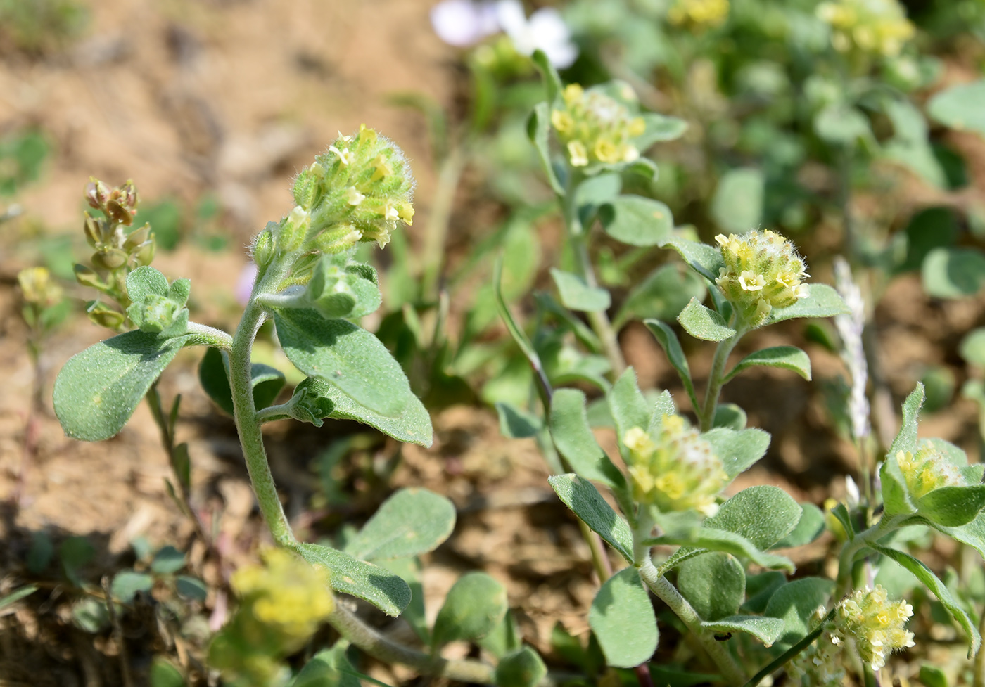 Изображение особи Alyssum dasycarpum.