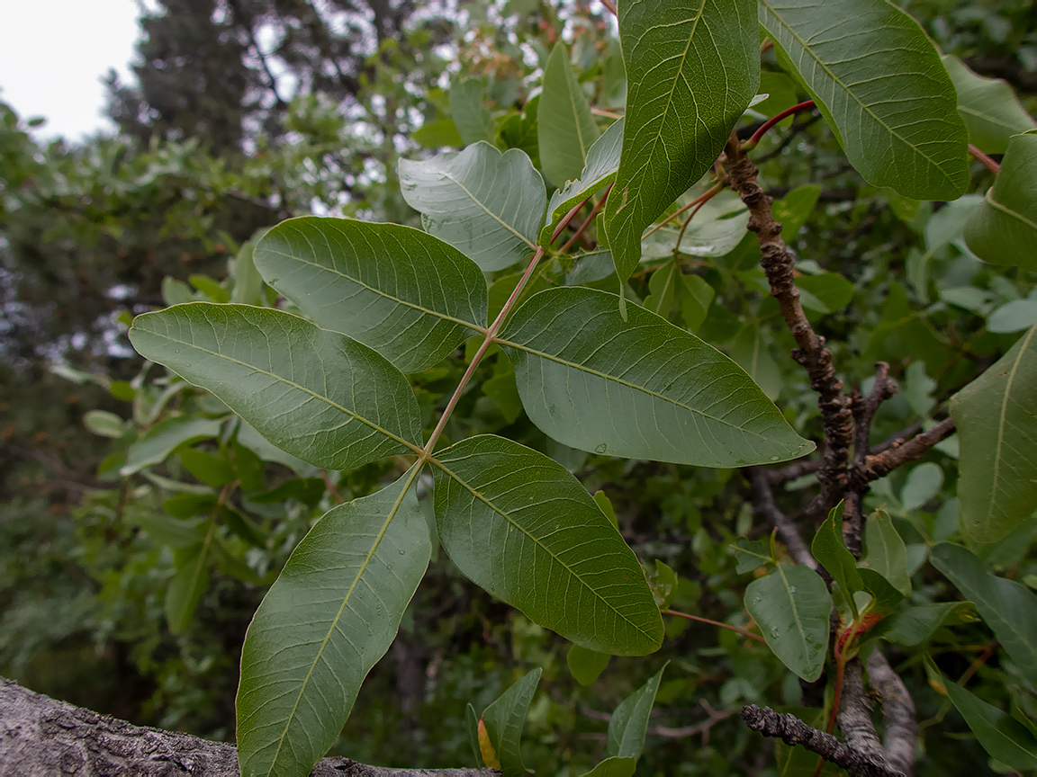 Изображение особи Pistacia mutica.