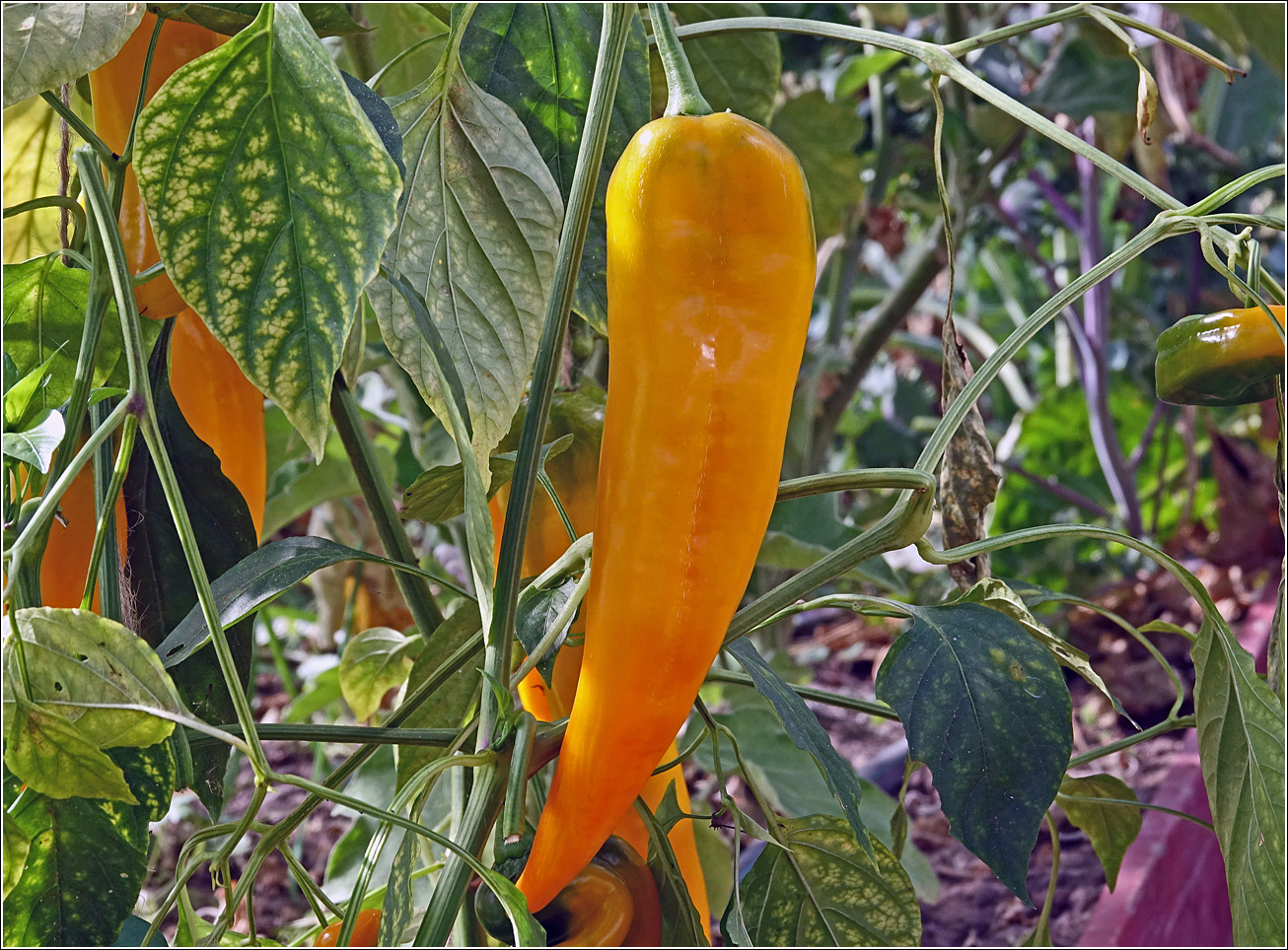 Image of Capsicum annuum specimen.