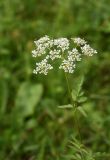 род Chaerophyllum