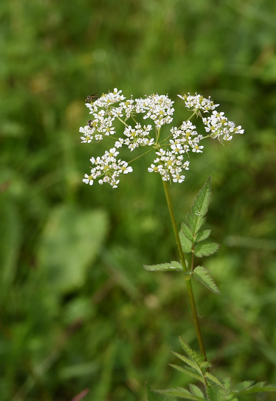 Изображение особи род Chaerophyllum.