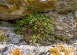 Asplenium ruta-muraria. Спороносящее растение с частично засохшими вайями. Карачаево-Черкесия, Зеленчукский р-н, гора Джисса, ≈ 1400 м н.у.м., склон балки, на известняковом останце. 15.06.2024.