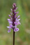 genus Dactylorhiza