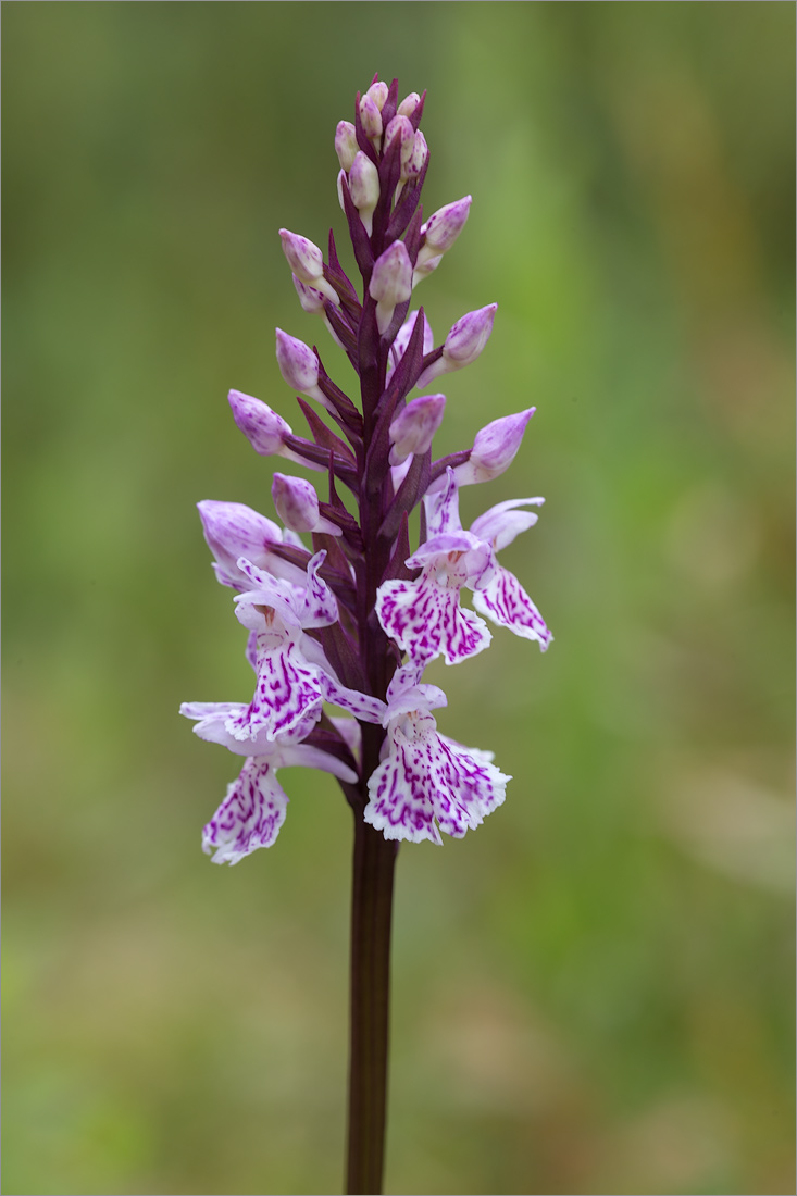 Image of genus Dactylorhiza specimen.