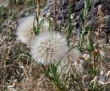 Tragopogon subspecies major