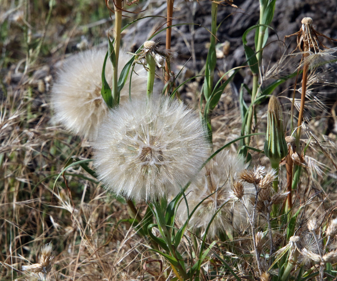 Изображение особи Tragopogon dubius ssp. major.