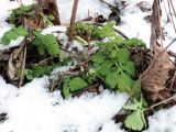 Chelidonium majus