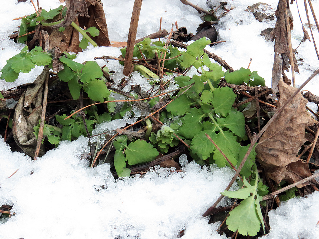 Изображение особи Chelidonium majus.